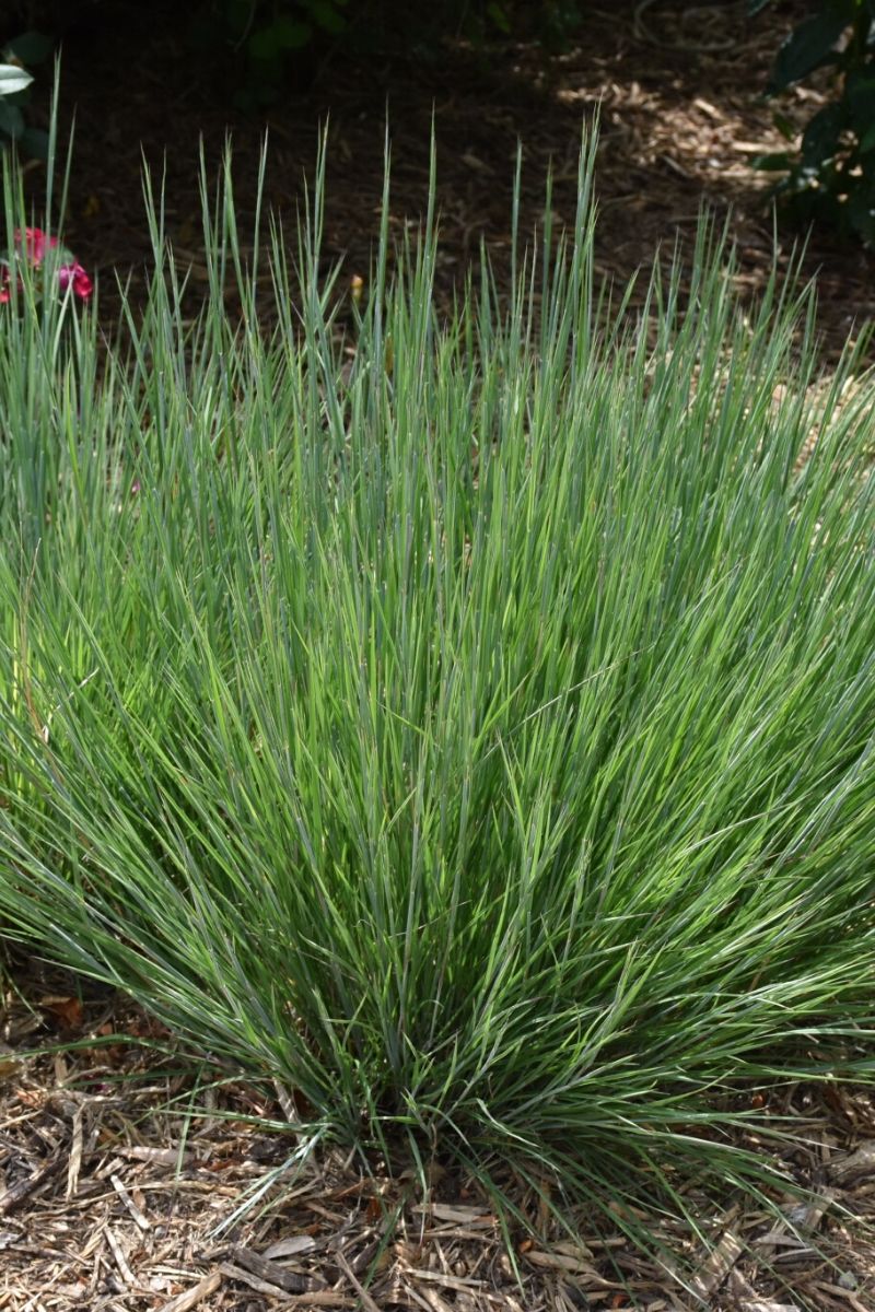 Grass, Bluestem Little Carousel