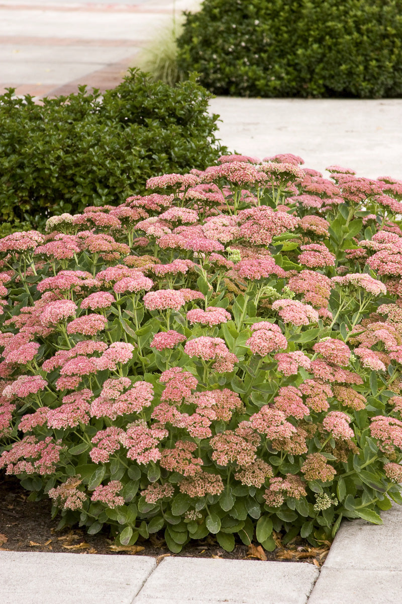 Sedum, Autumn Joy