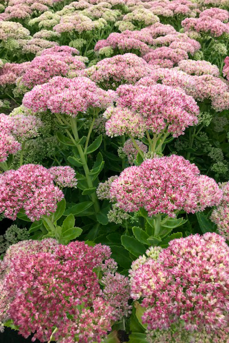 Sedum, Autumn Joy