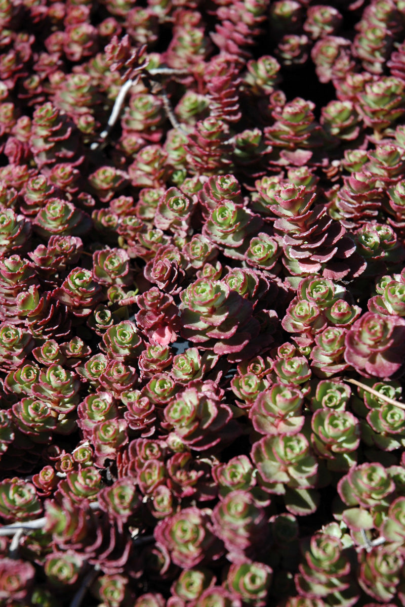 Sedum, Red Carpet