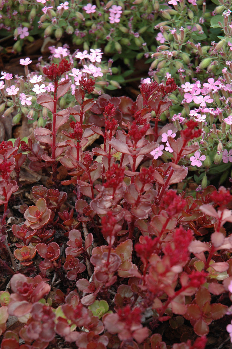Sedum, Red Carpet