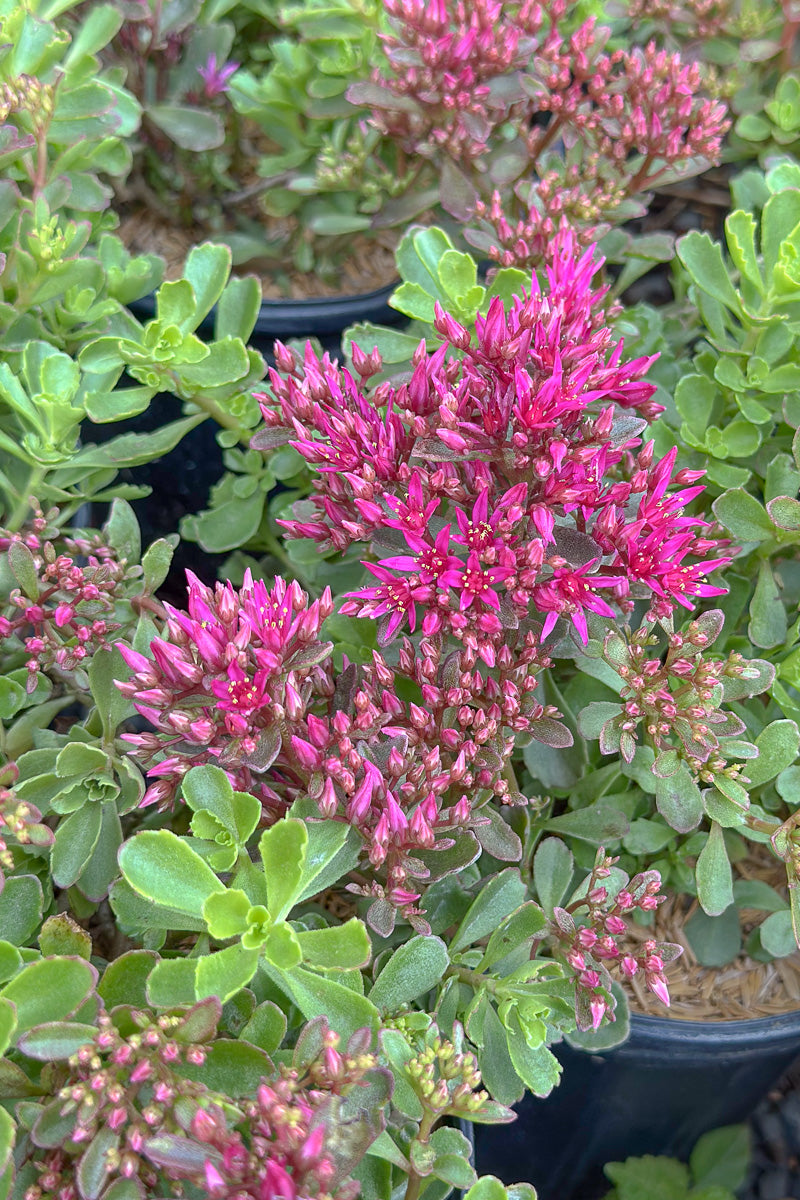Sedum, Spot On Deep Rose