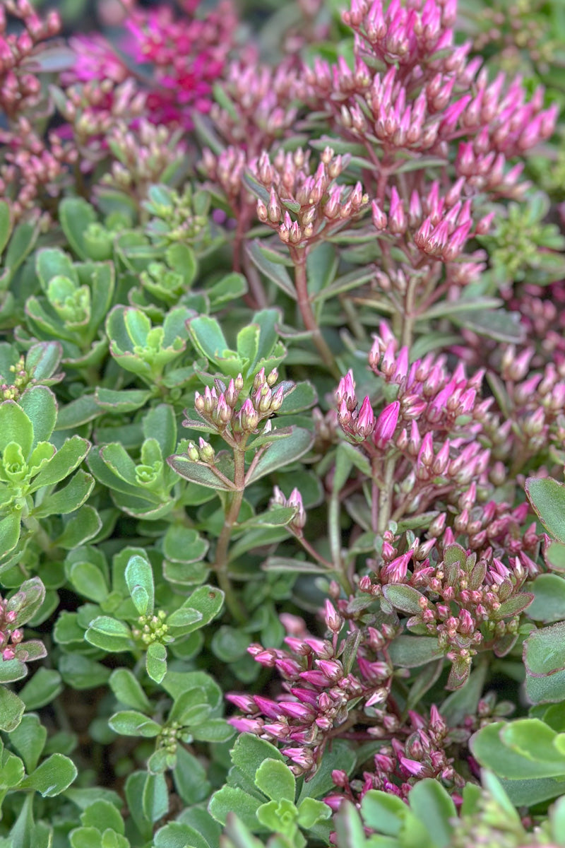 Sedum, Spot On Deep Rose