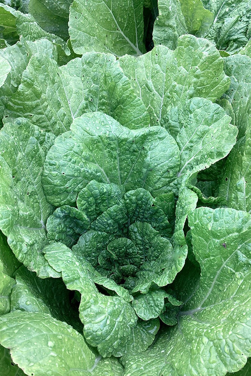 Seed Savers Aichi Cabbage