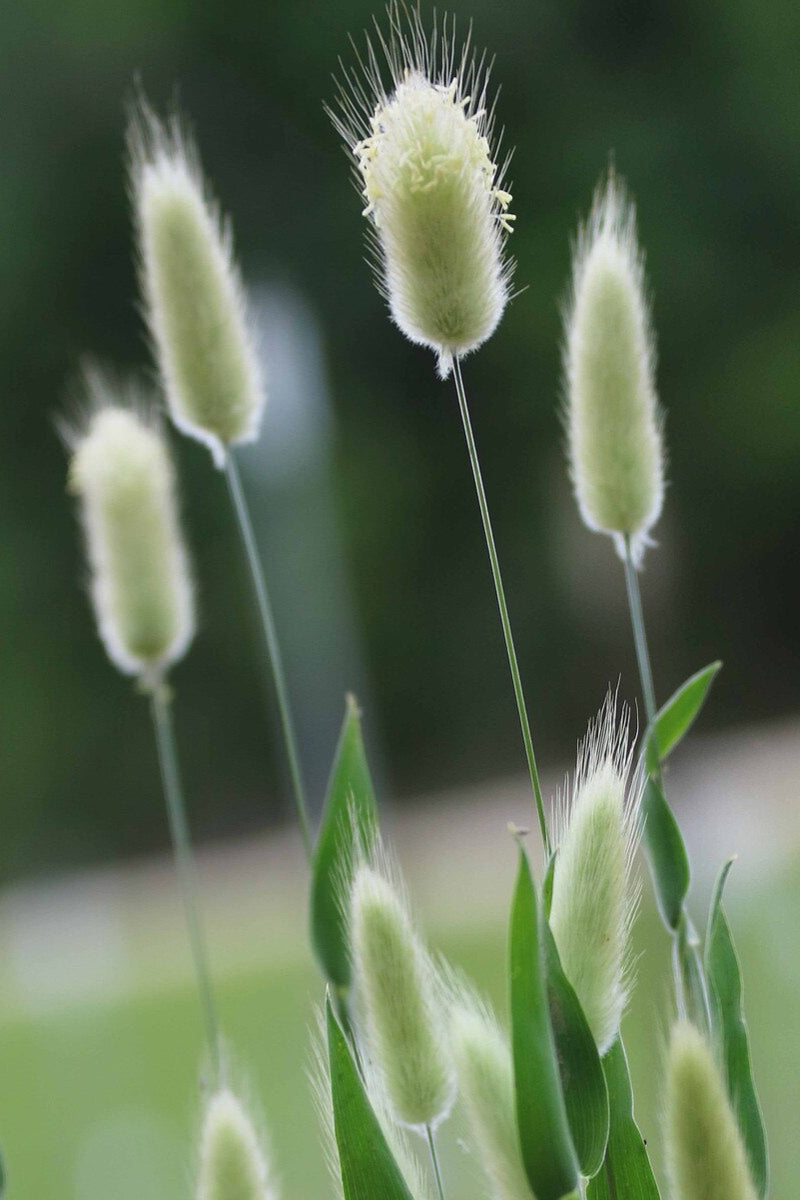 Seed Savers Bunny Tails Flower