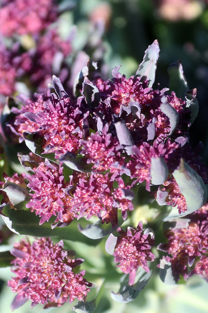 Seed Savers Early Purple Sprouting Broccoli