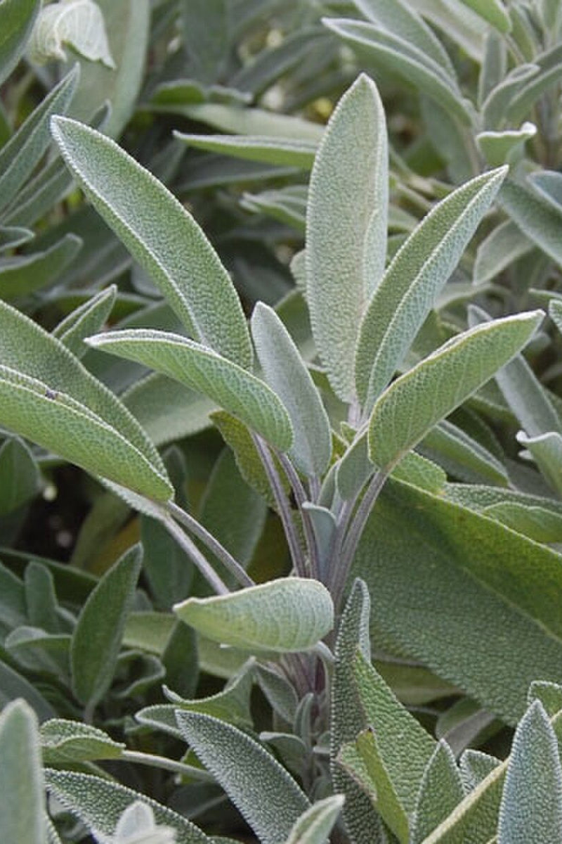 Seed Savers Green Culinary Sage