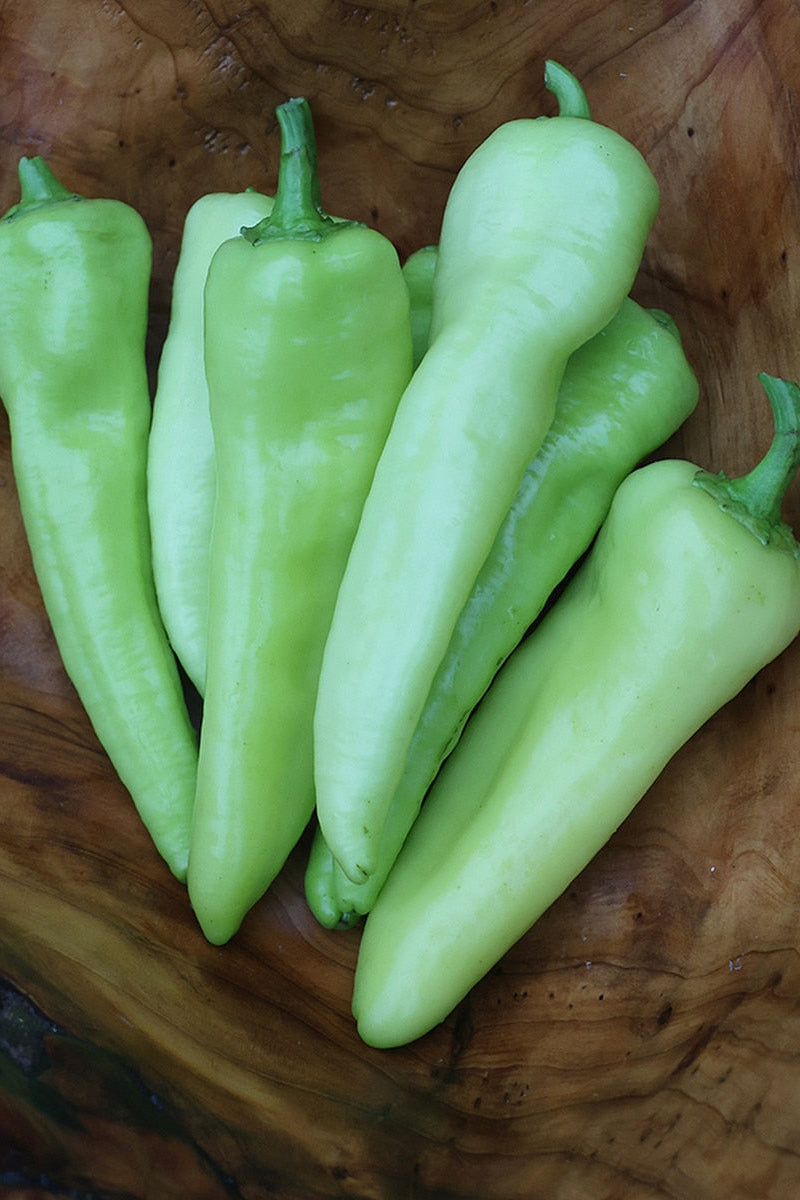 Seed Savers Hungarian Yellow Wax Sweet Pepper
