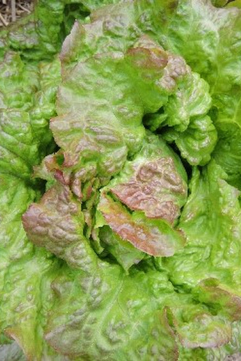 Seed Savers All Cream Organic Lettuce
