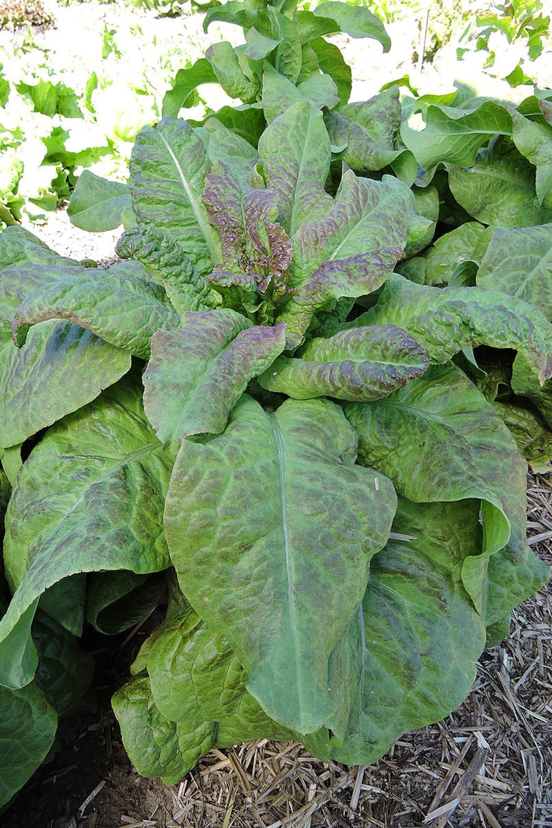 Seed Savers Cracoviensis Celtuce