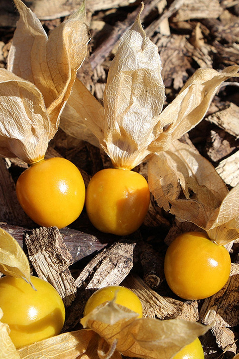 Seed Savers Dulce De La Tierra Ground Cherry