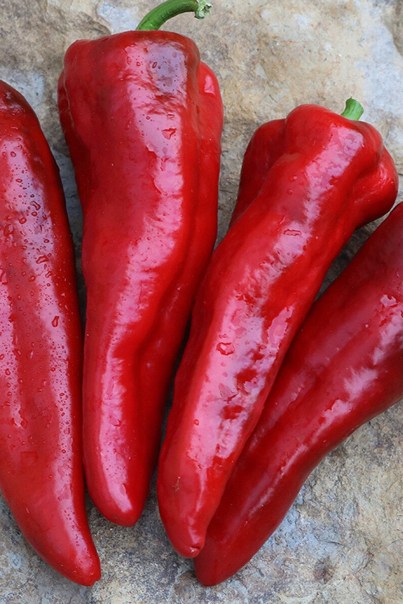 Seed Savers Italia Organic Pepper