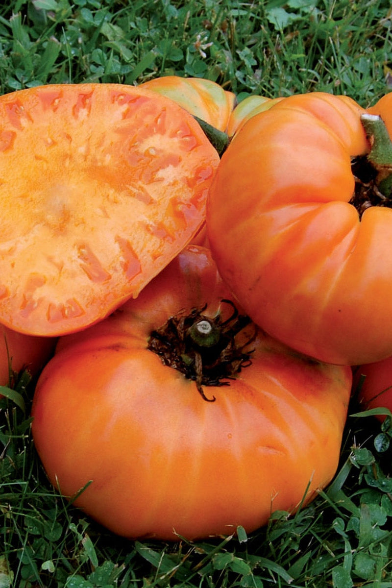 Seed Savers Kellogg's Breakfast Organic Tomato