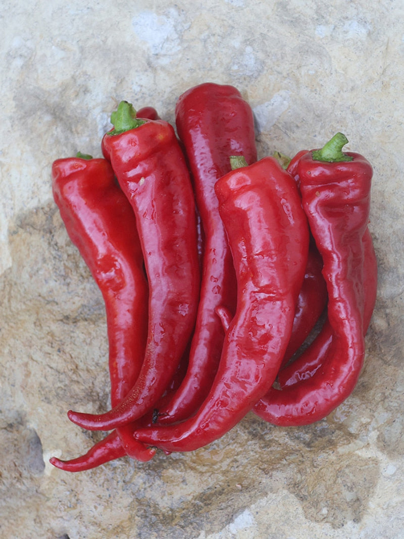 Seed Savers Lemme's Italian Sweet Pepper