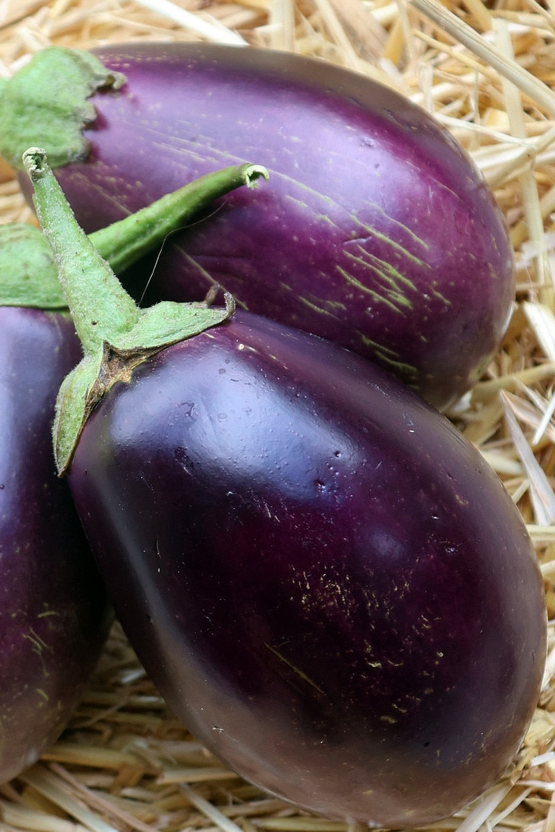 Seed Savers Morden Midget Eggplant