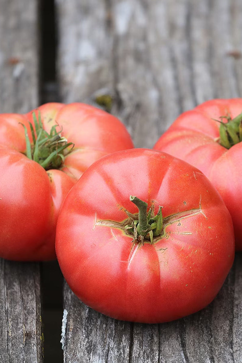 Seed Savers Oma's Pink Organic Tomato