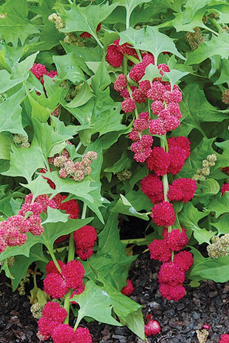 Seed Savers Strawberry Spinach