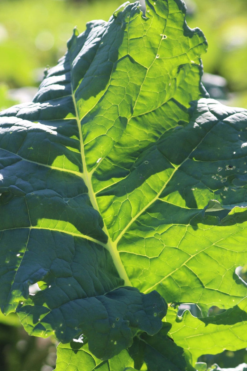 Seed Savers White Russian Organic Kale