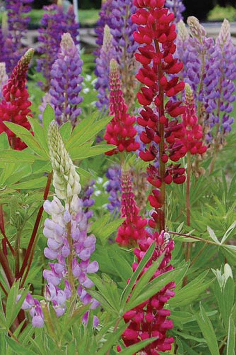 Seed Savers Tall Russell Lupine