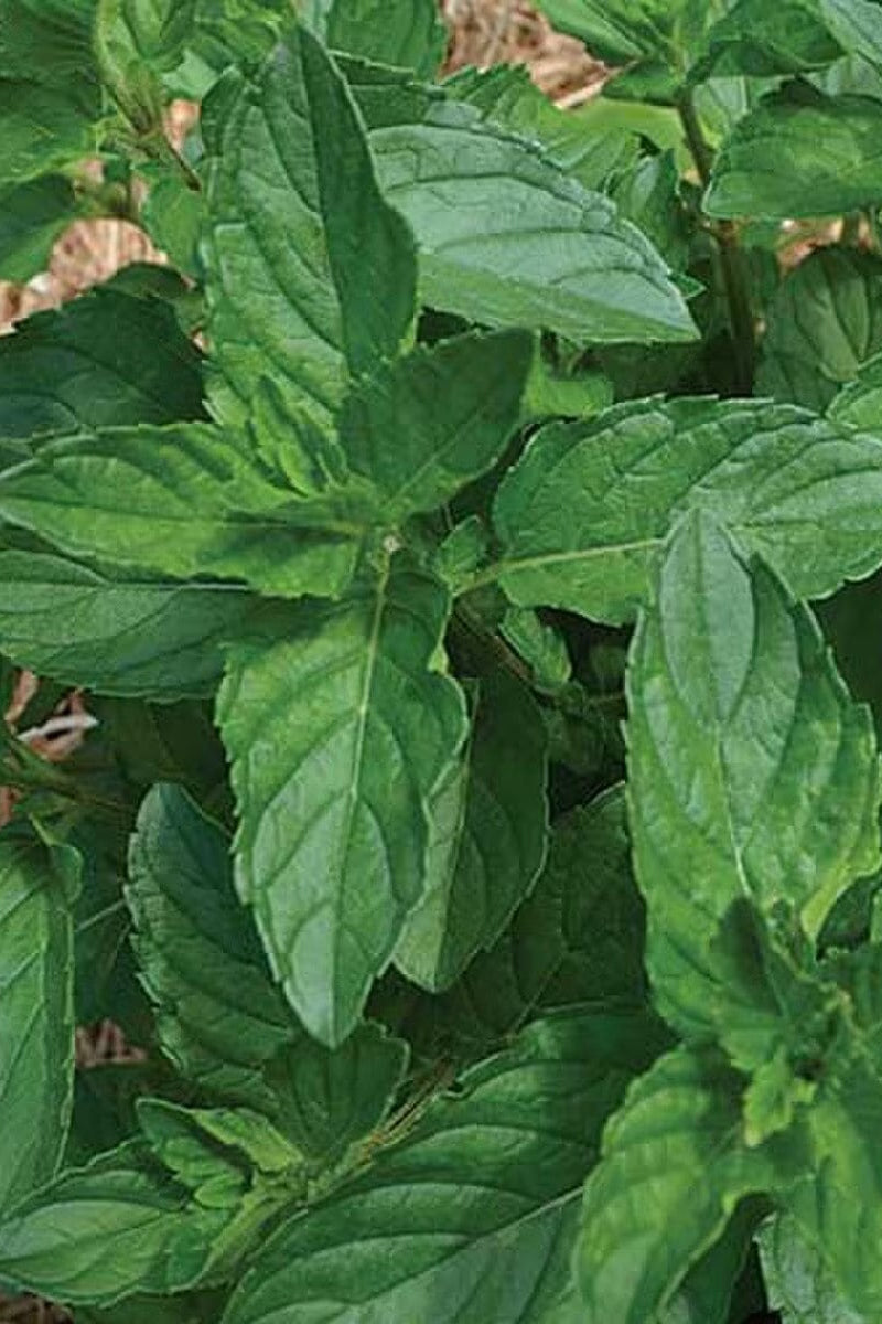 Seed Savers Spearmint