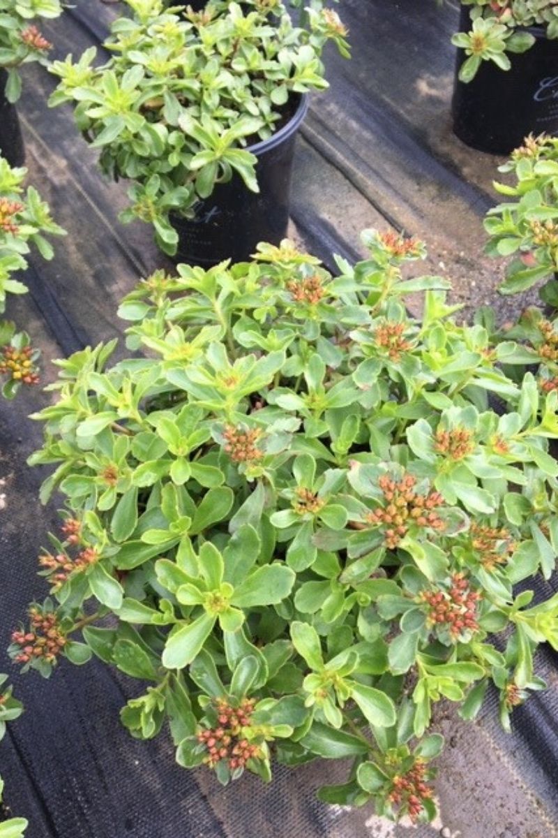 Sedum, Kamtschaticum