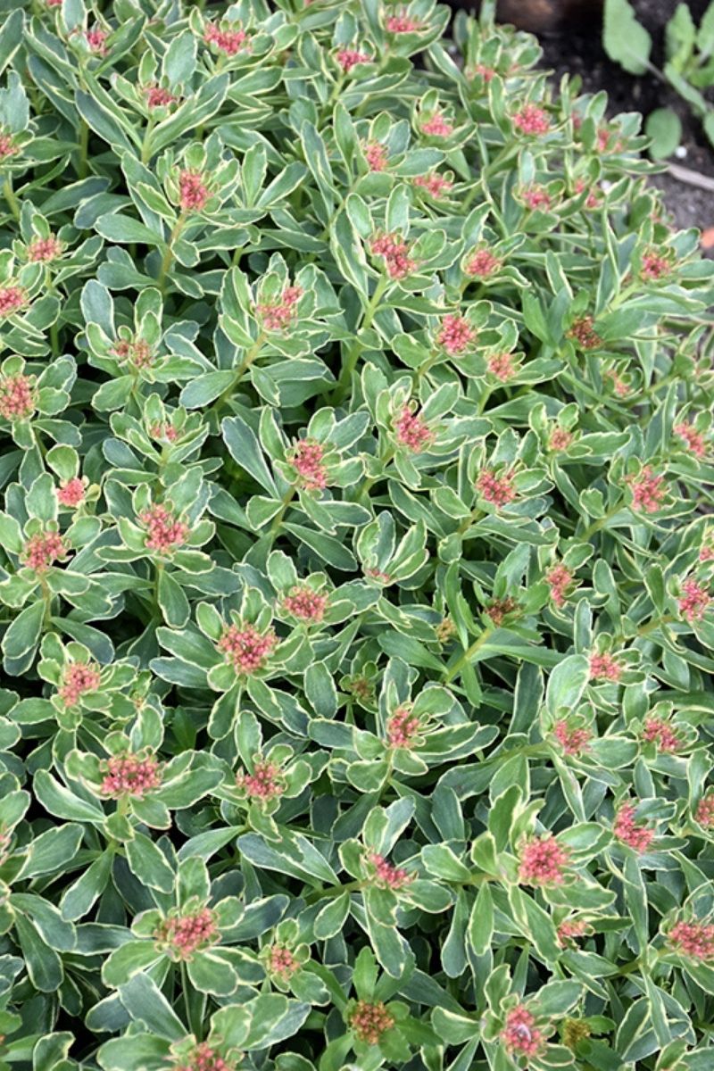 Sedum, Kamtschaticum Variegated