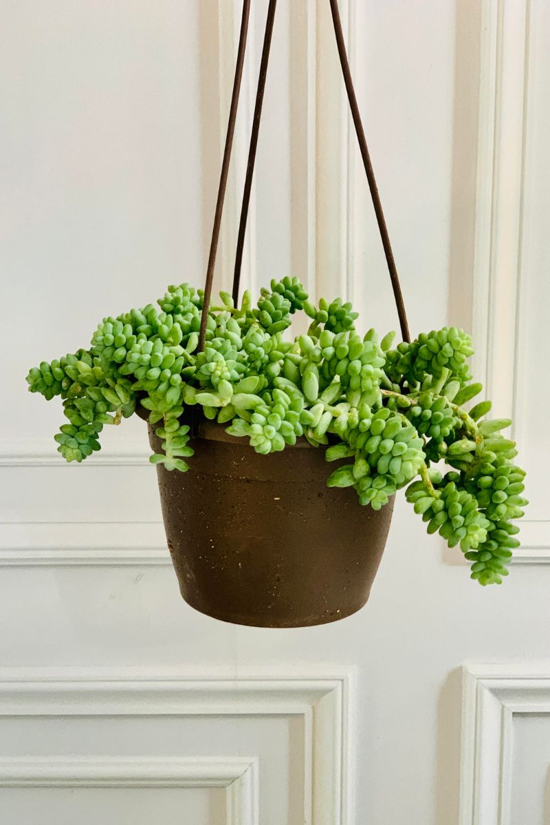 Sedum, Burro's Tail 6" HB