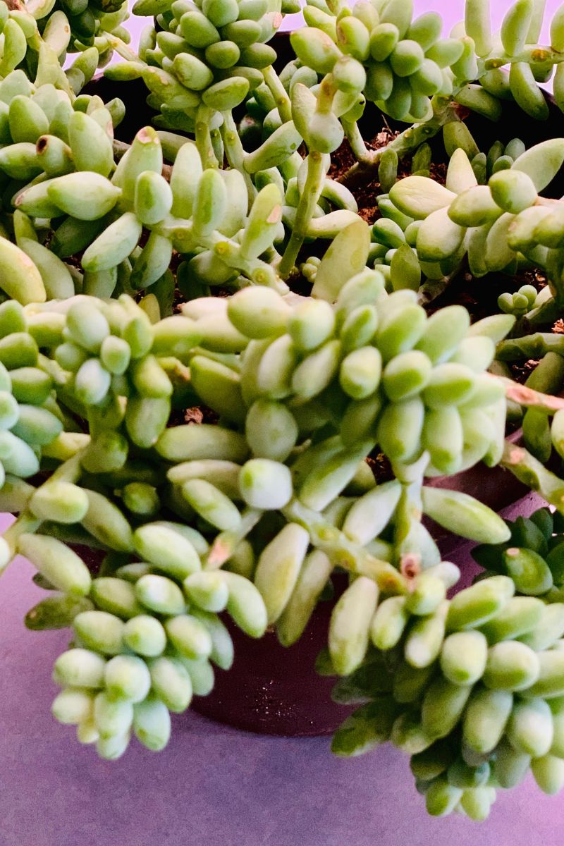 Sedum, Burro's Tail 6" HB