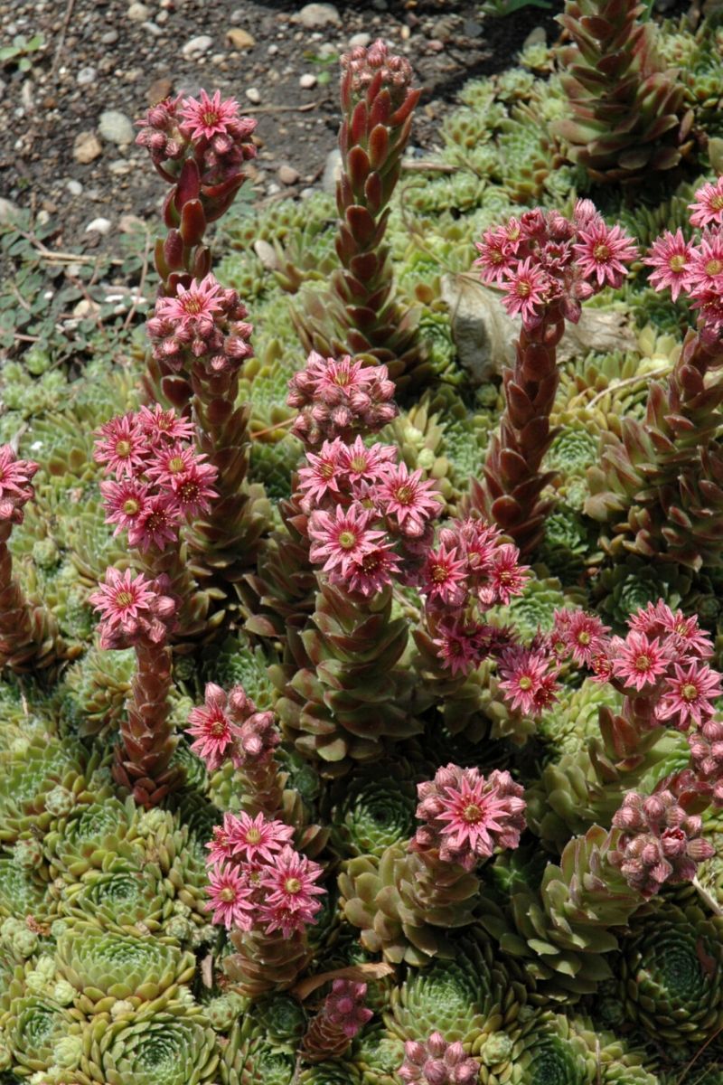 Hen & Chicks, Pilioseum