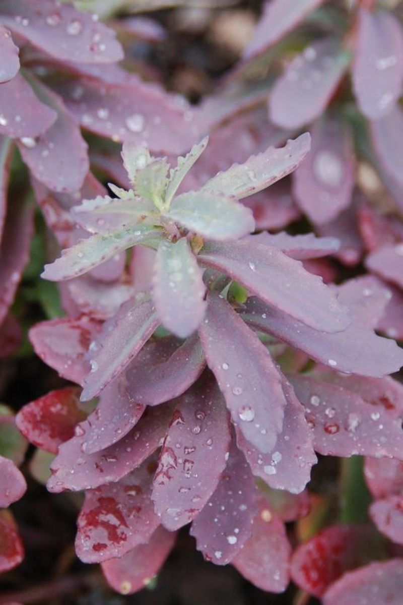 Sedum, Plum Perfection