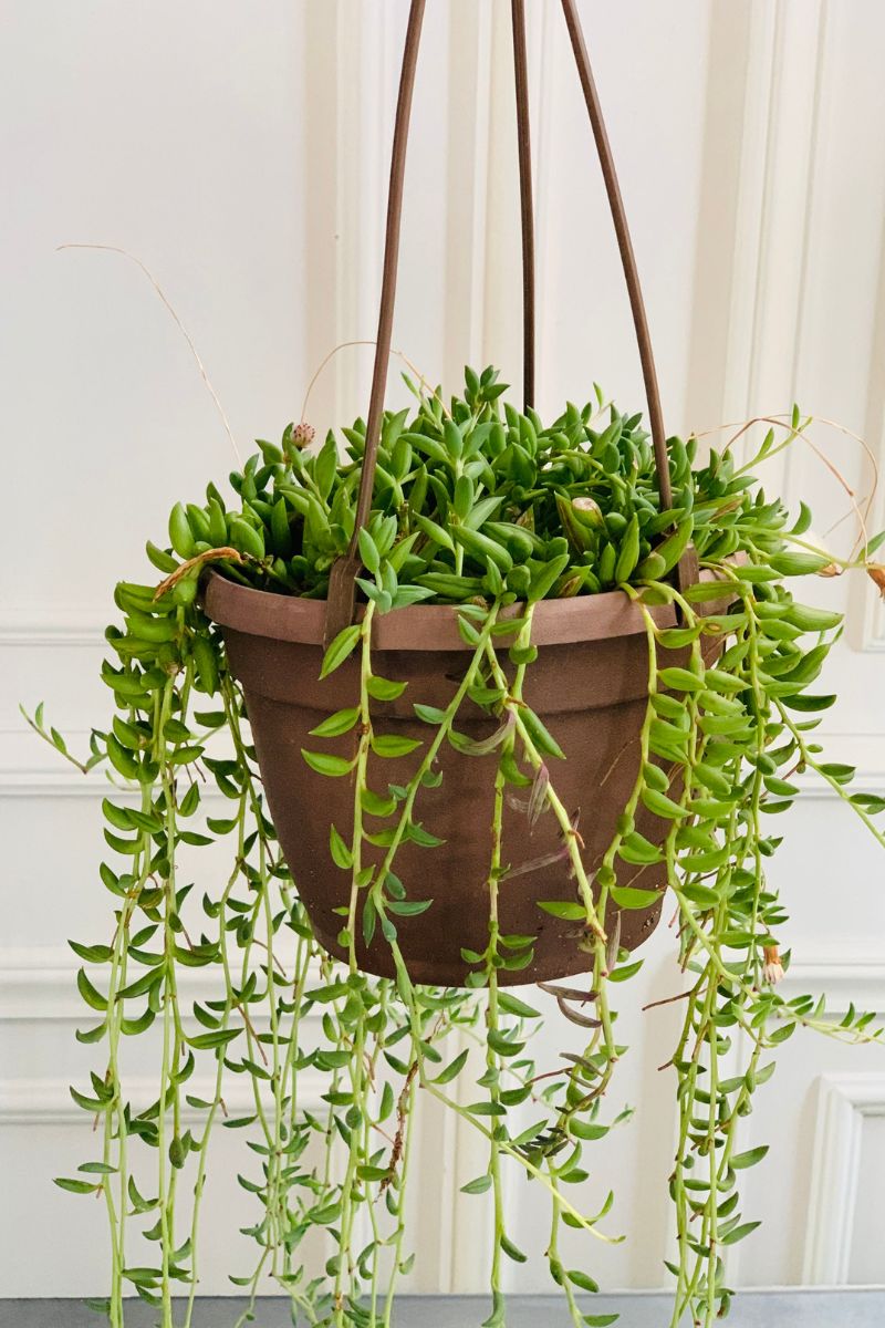 String Of Bananas 6"  Hanging Basket