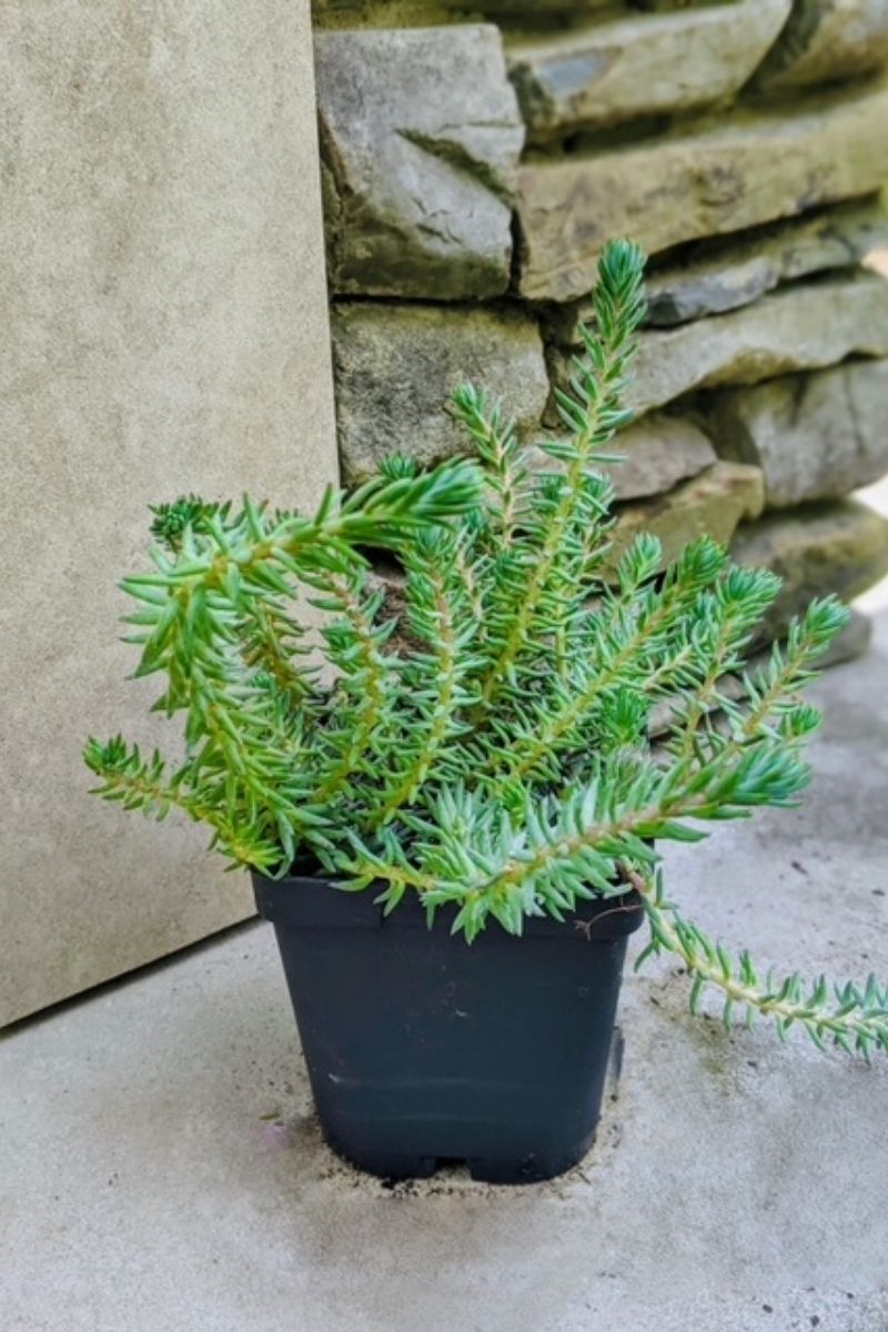 Sedum, Reflexum Blue Spruce