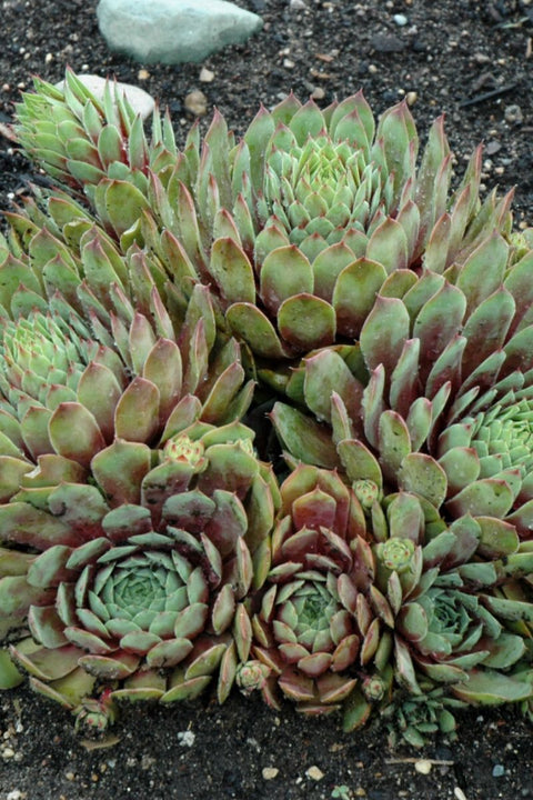 Hen & Chicks, Ruby Heart