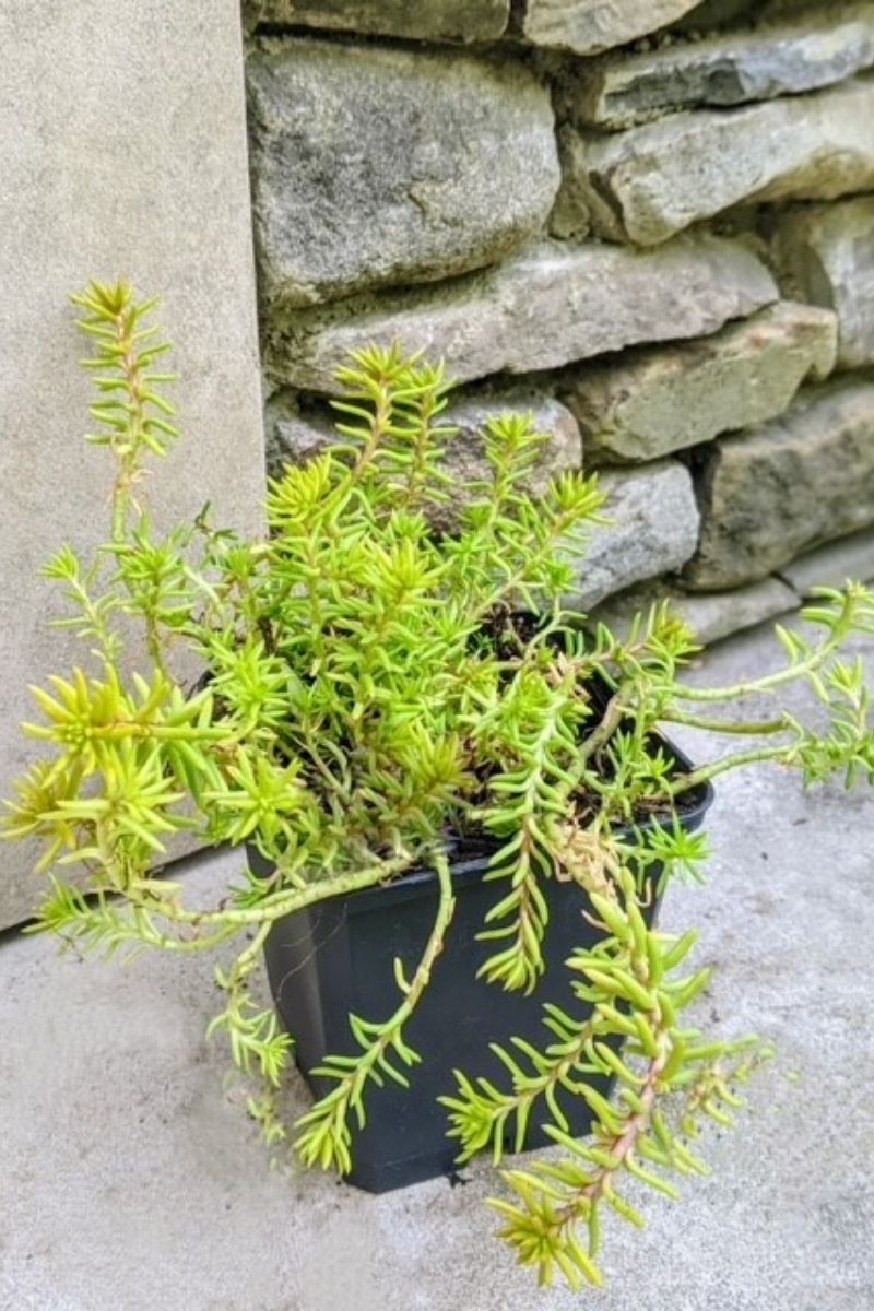 Sedum, Sun Angelina's Teacup