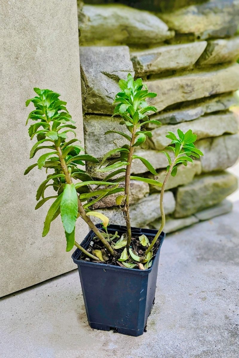 Sedum, SunSparkler Jade Tuffet