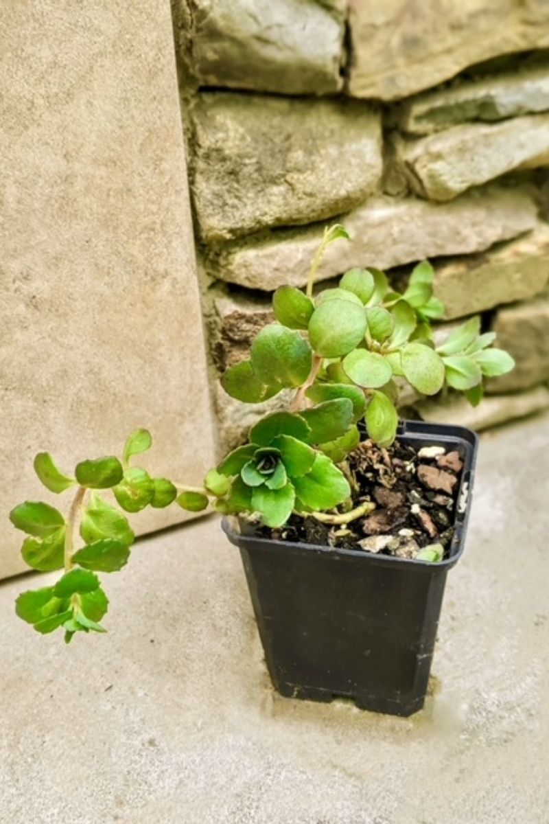 Sedum,Sun Spar Plum Dazzled