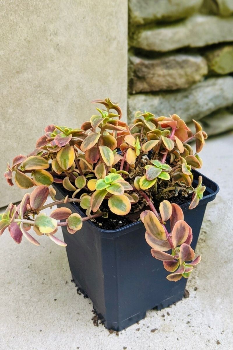 Sedum,Sun Spark Wildfire