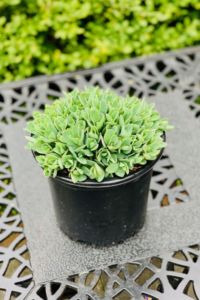 Sedum, Munstead Dark Red