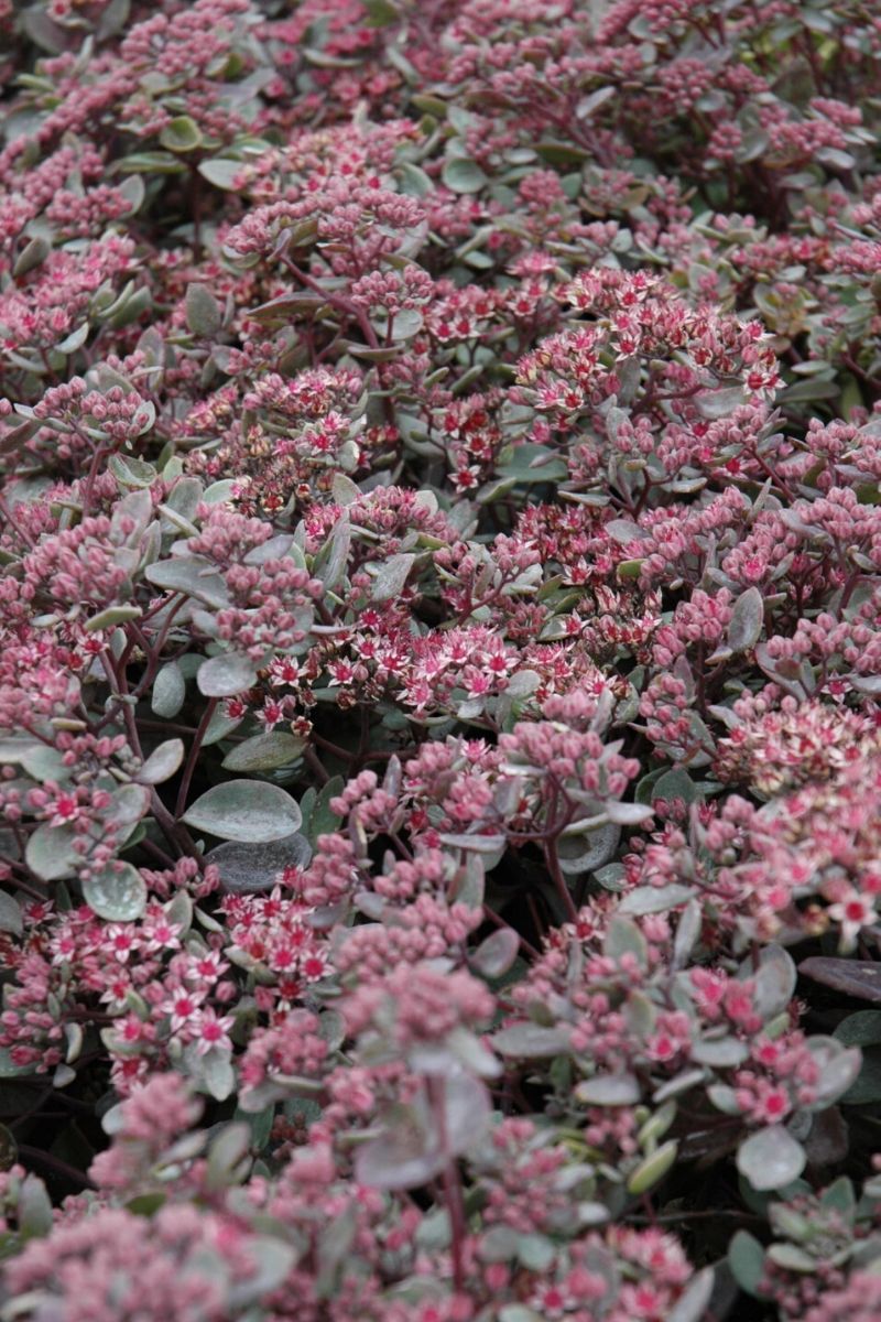 Sedum, Vera Jameson