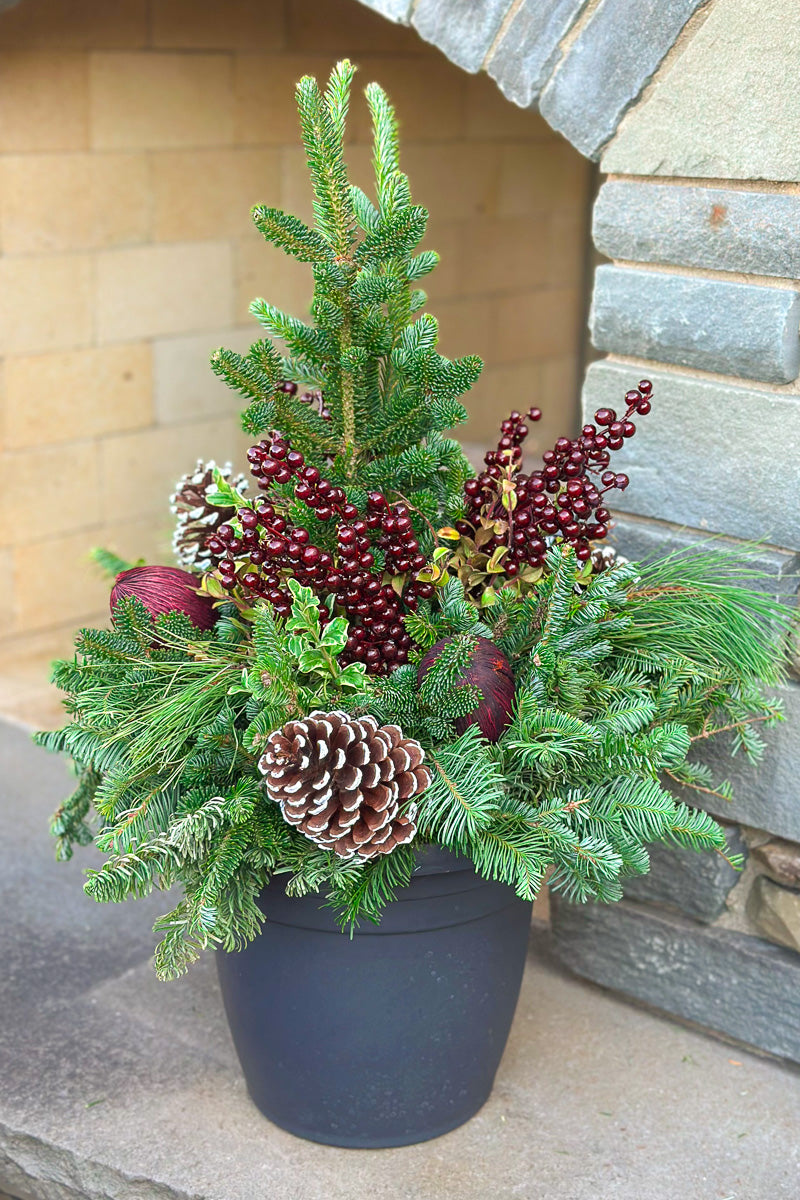 Chalet Signature White Tip & Burgundy Emma 12"