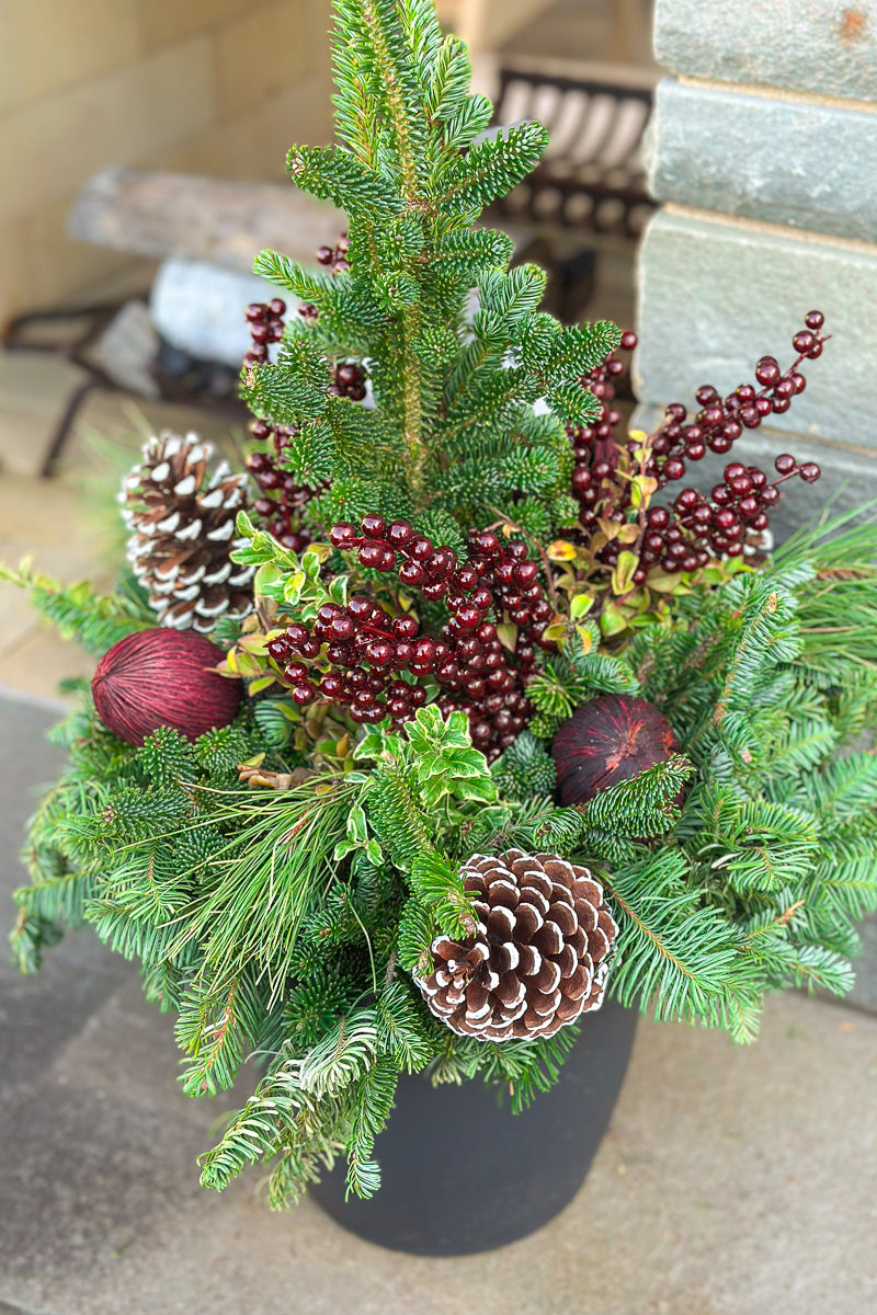 Chalet Signature White Tip & Burgundy Emma 12"