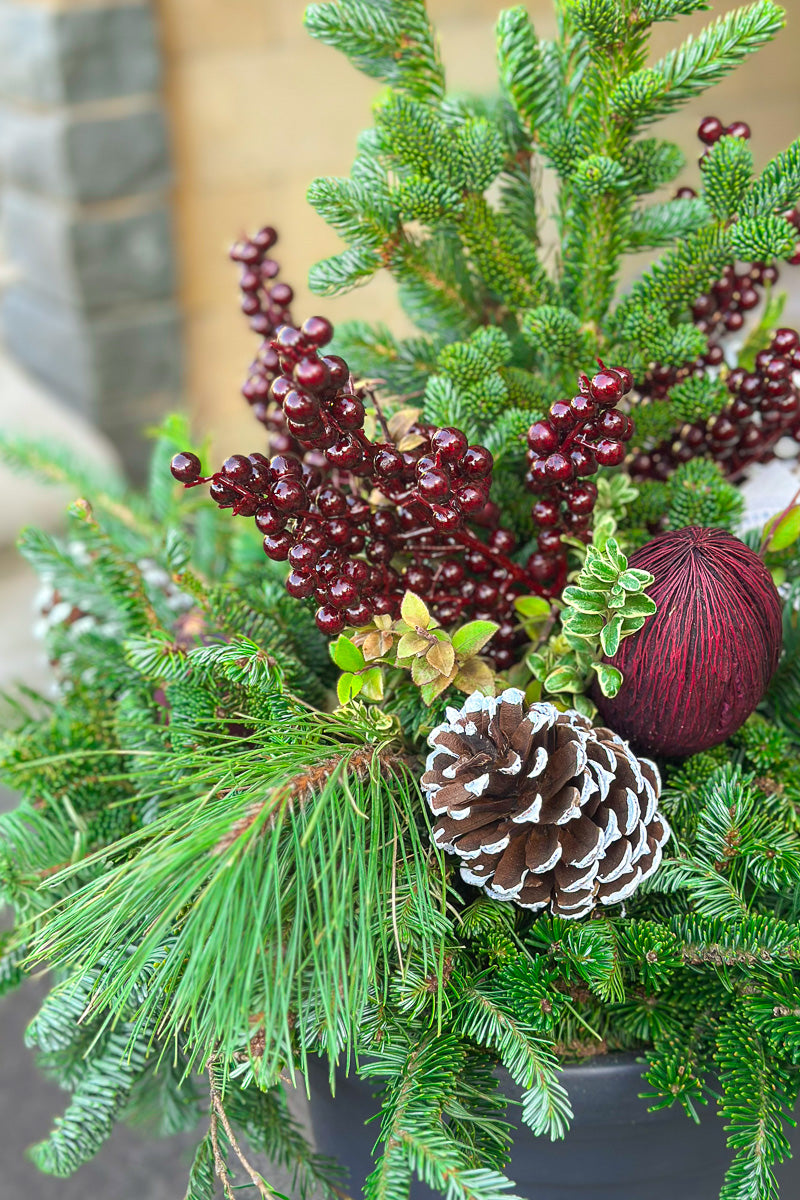 Chalet Signature White Tip & Burgundy Emma 12"