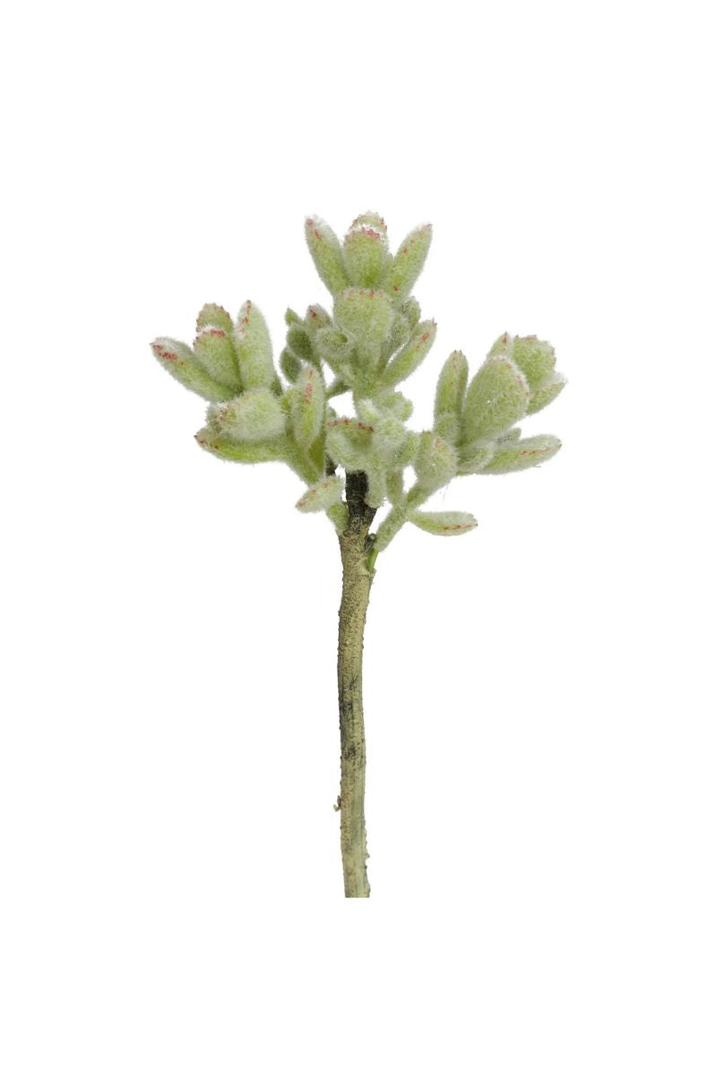 SILK JADE HARE GRASS X6 10" GR