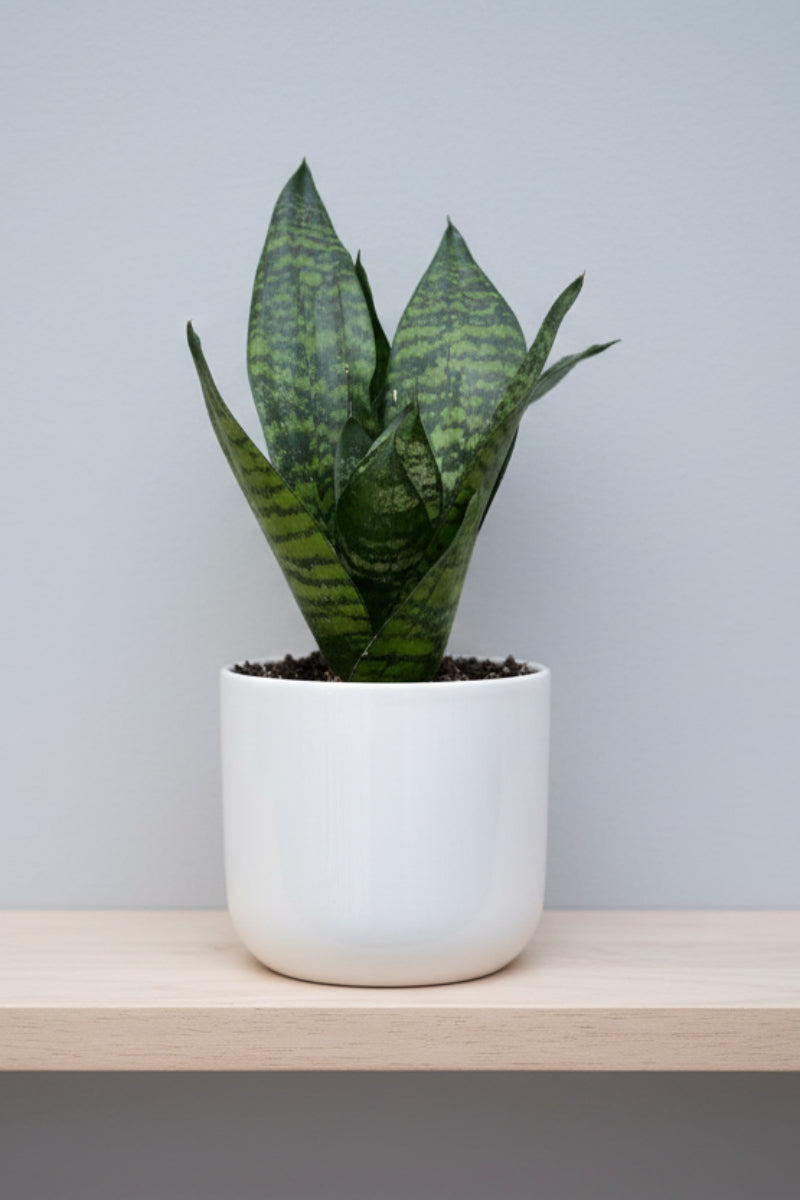 Snake Plant, Birds Nest Green 4"