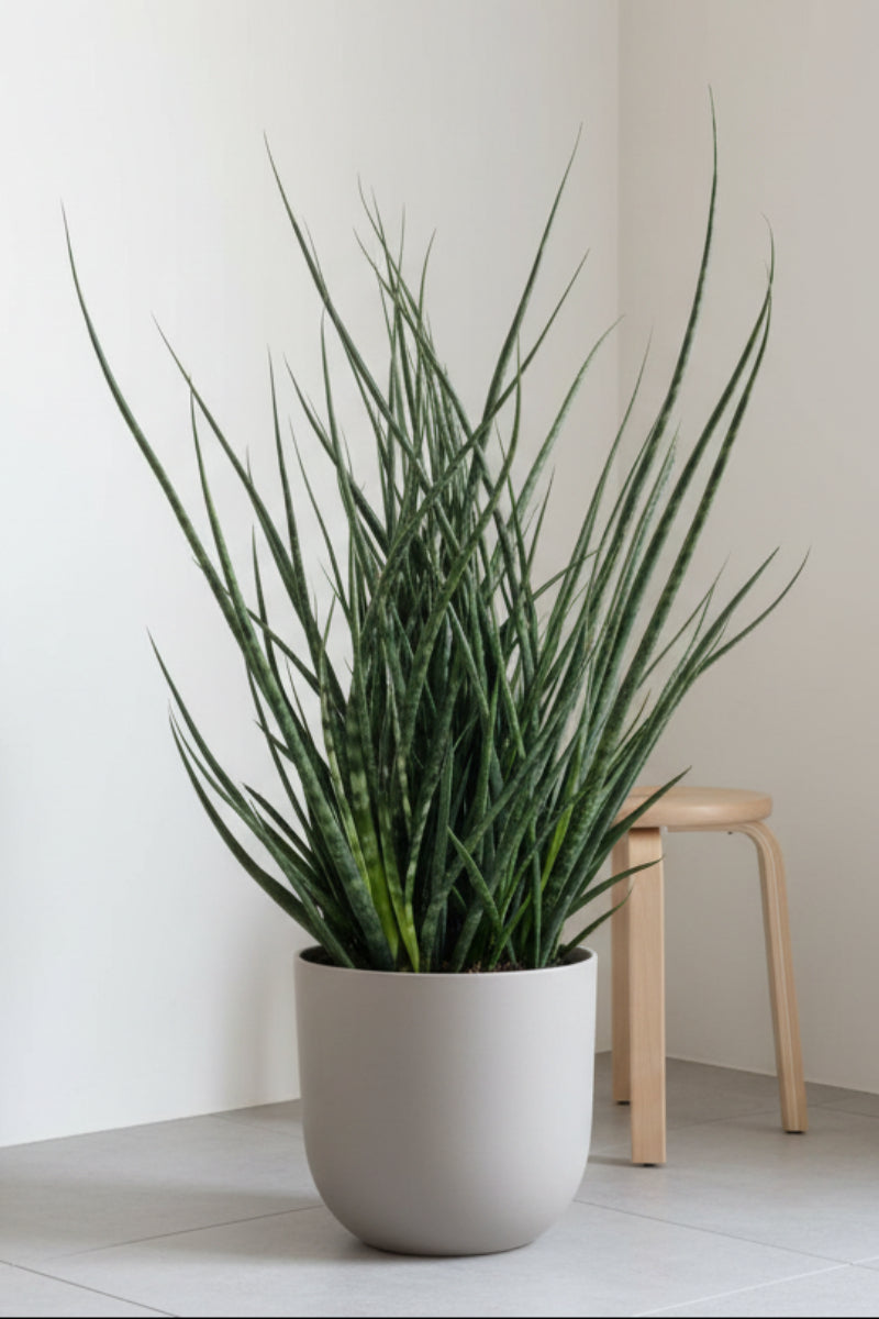 Snake Plant, Fernwood 10"