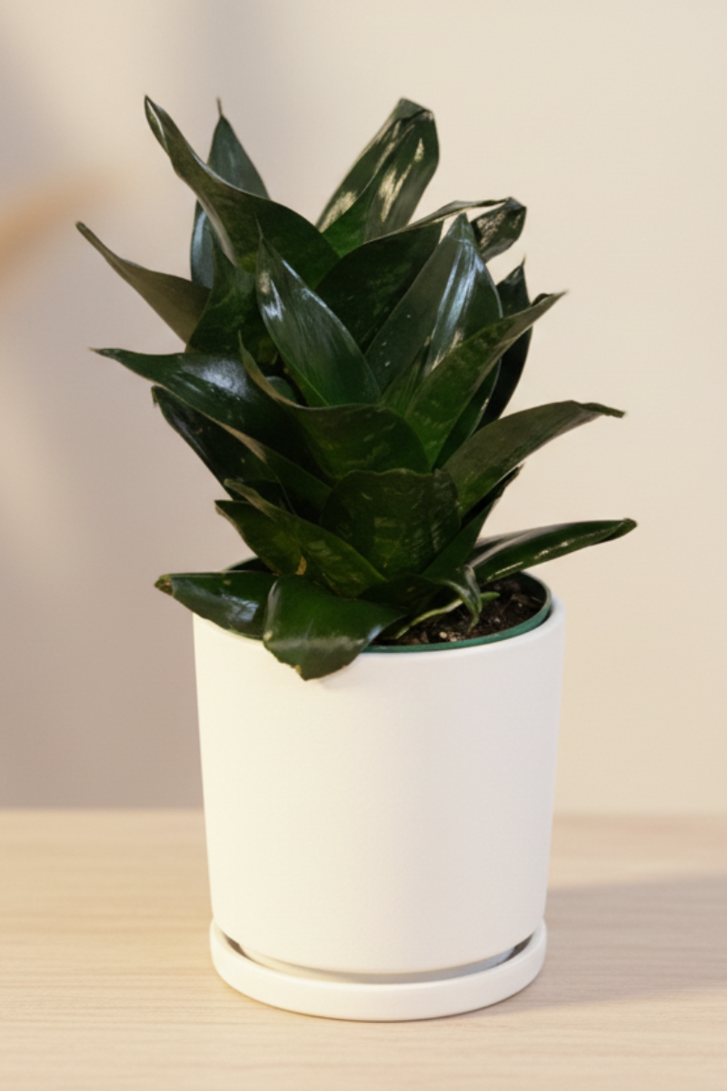 Snake Plant, Jade 4"