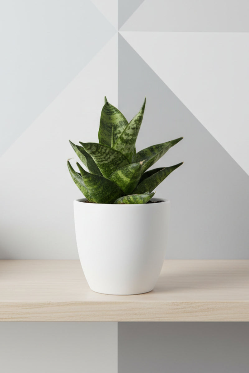 Snake Plant, Pagodah 4"