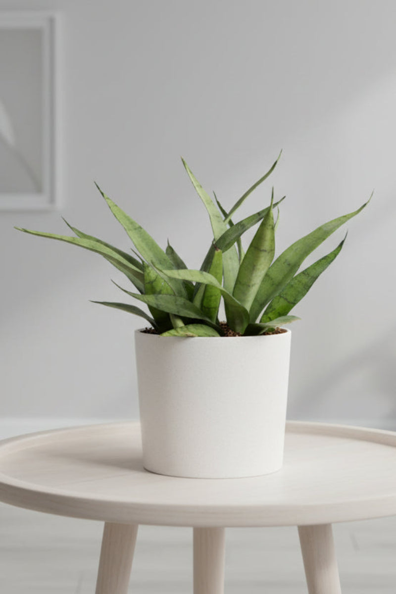 Snake Plant, Silver Streak 6"