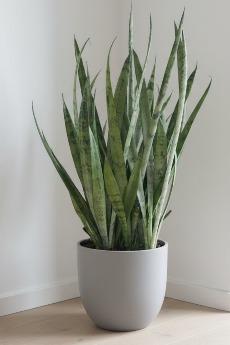 Snake Plant, Silver Streak 8"