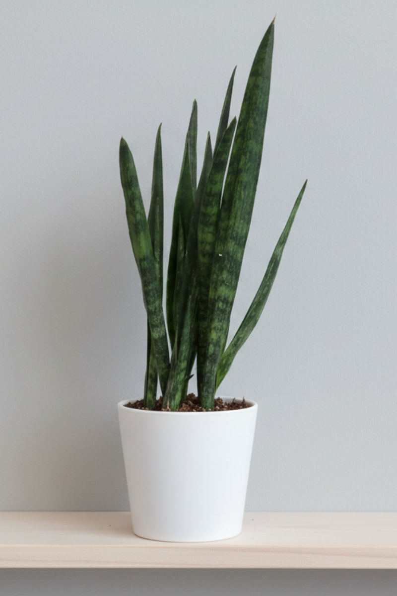 Snake Plant, Snakeskin 6"